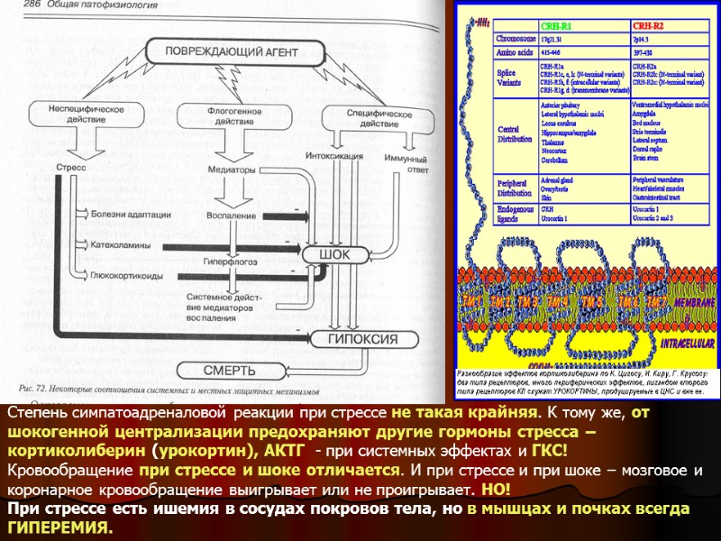 Степень симпатоадреналовой реакции при стрессе не такая крайняя. К тому же, от шокогенной централизации